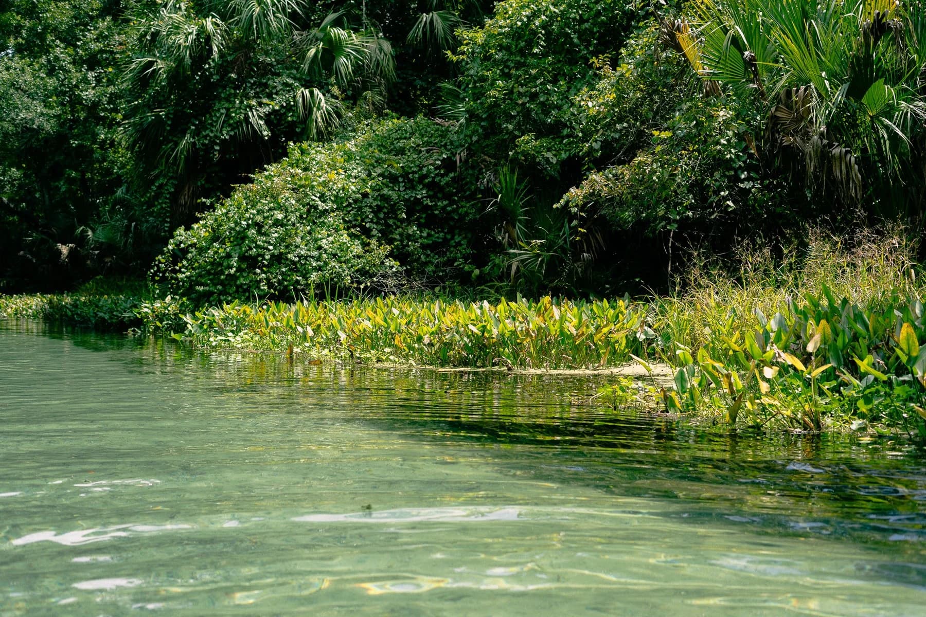 Emerald water and tropical foliage at a Florida freshwater spring.